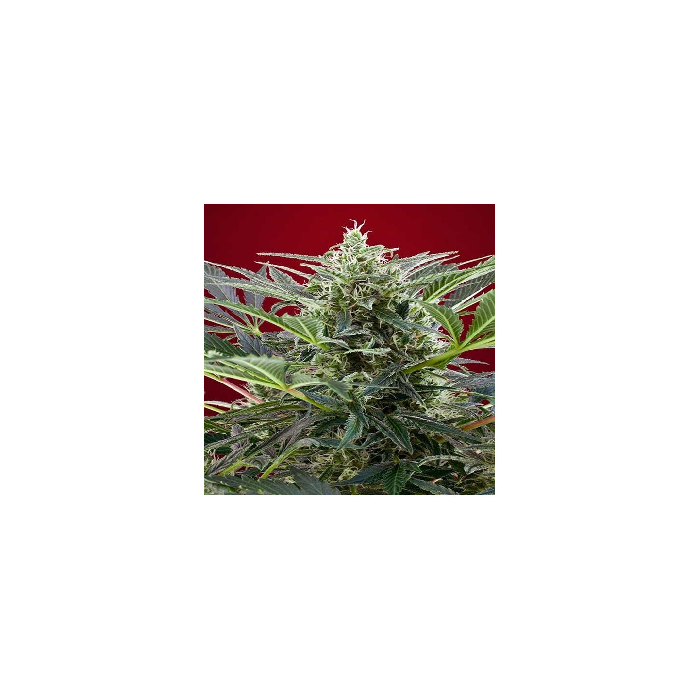 Cream 47 Feminizada de Sweet Seeds