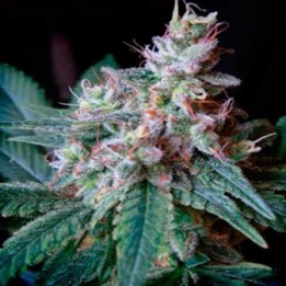 Cream Caramel Feminizada de Sweet Seeds