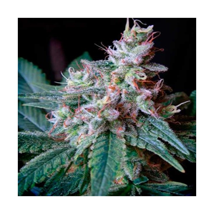 Cream Caramel Feminizada de Sweet Seeds