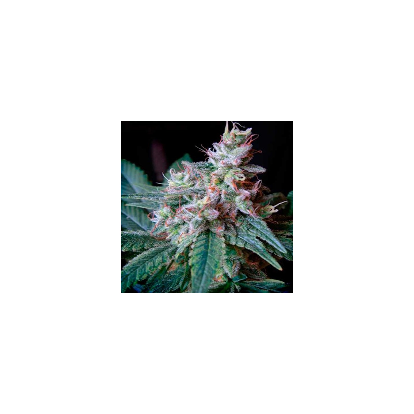 Cream Caramel Feminizada de Sweet Seeds