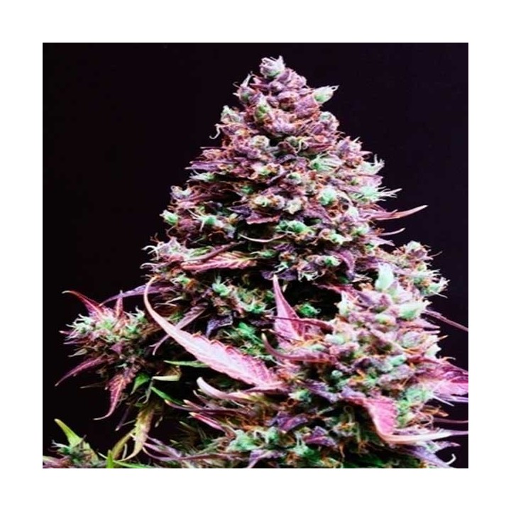Cream Caramel Autofloreciente Feminizada de Sweet Seeds