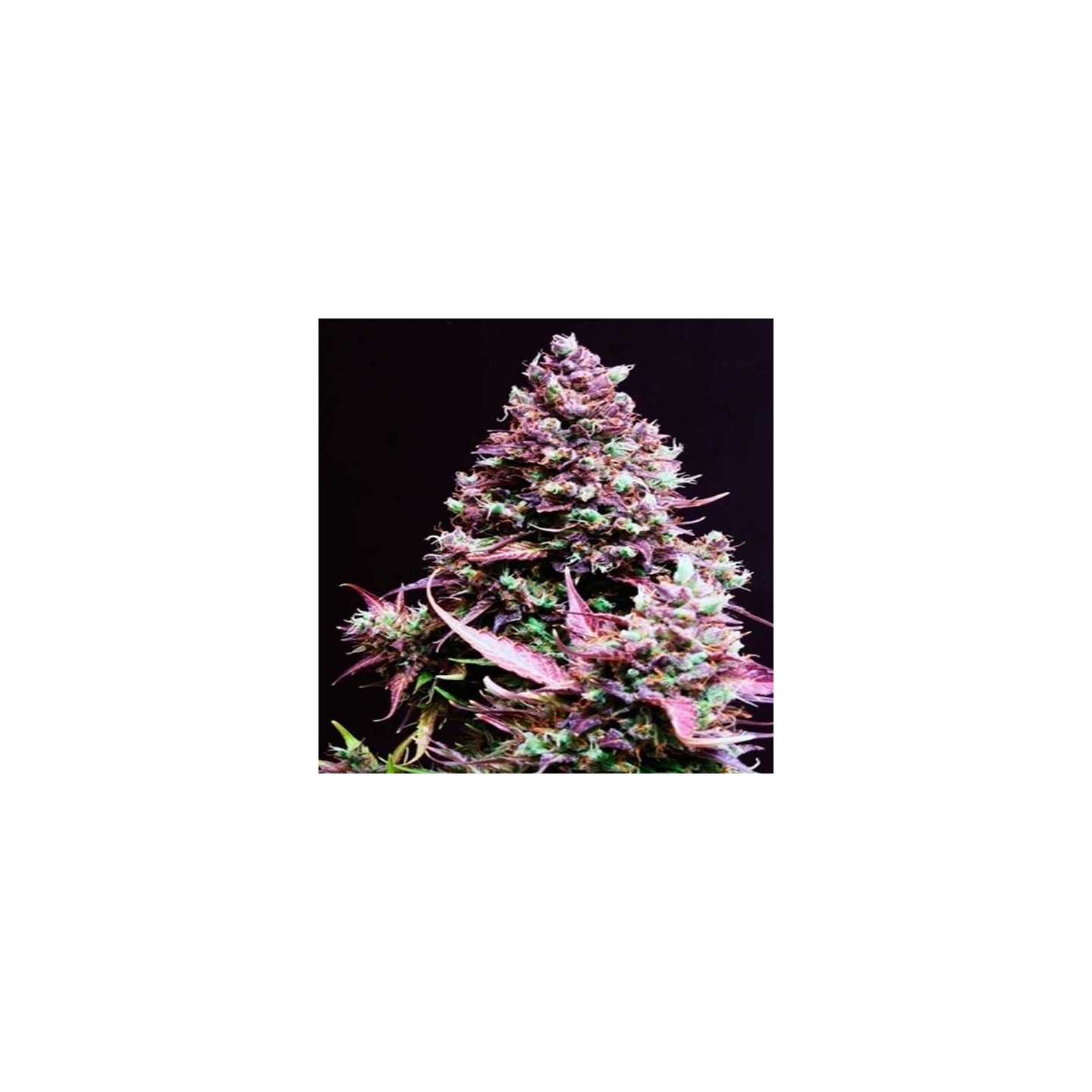 Cream Caramel Autofloreciente Feminizada de Sweet Seeds