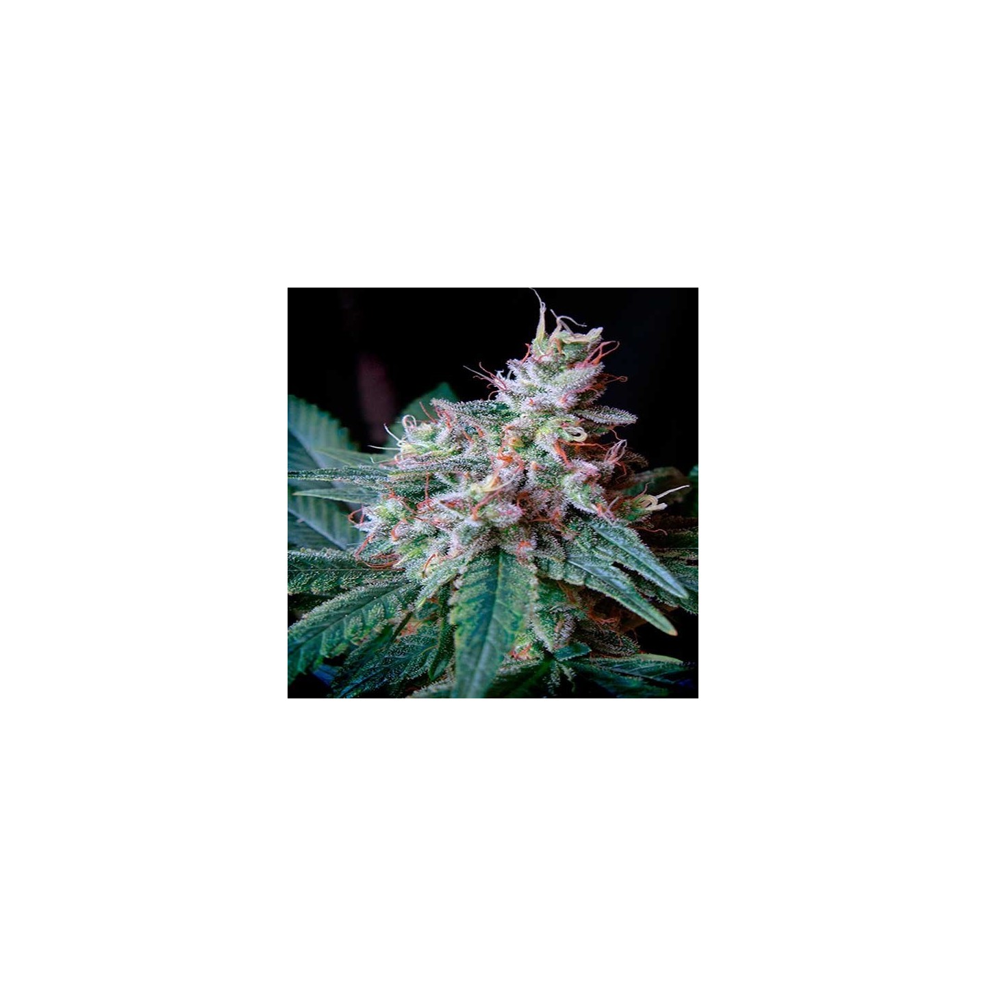 Cream Caramel F1 Fast Version Feminizada de Sweet Seeds