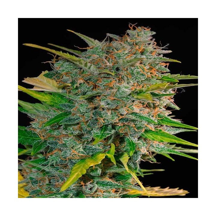 Cream Mandarine Autofloreciente Feminizada de Sweet Seeds