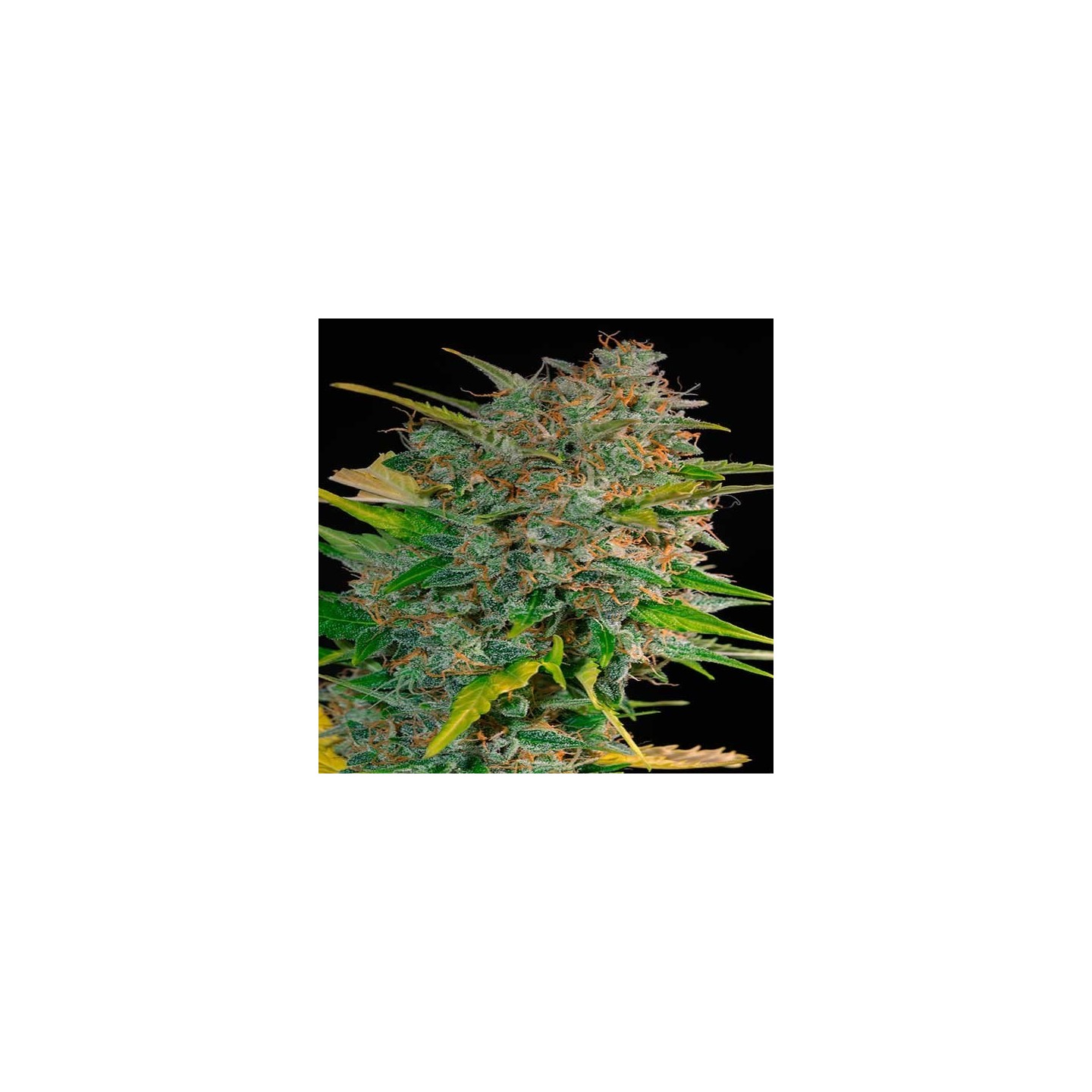 Cream Mandarine Autofloreciente Feminizada de Sweet Seeds