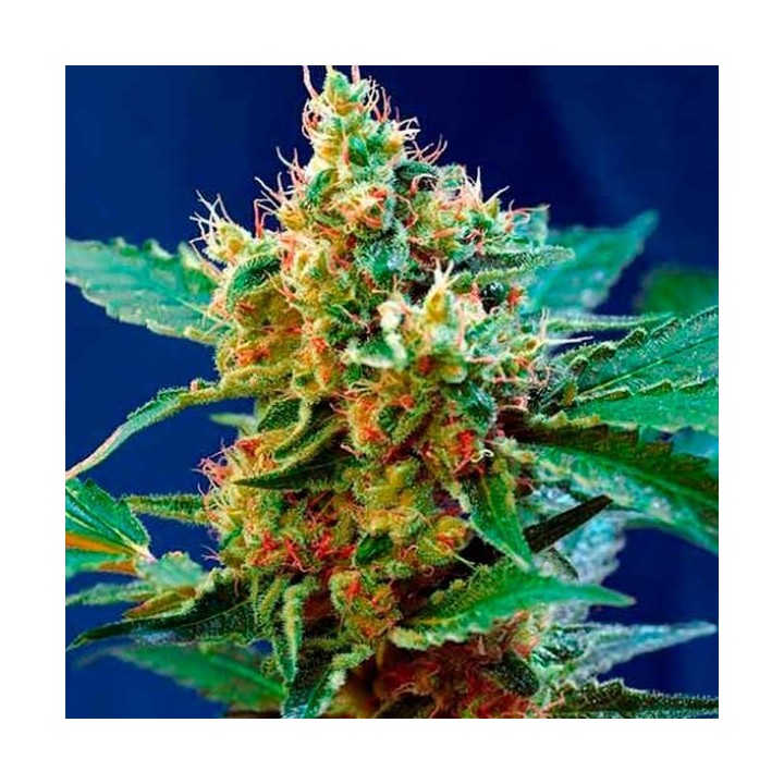 Cream Mandarine F1 Fast Version Feminizada de Sweet Seeds