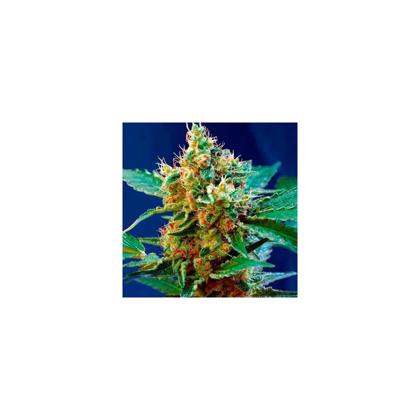 Cream Mandarine F1 Fast Version Feminizada de Sweet Seeds