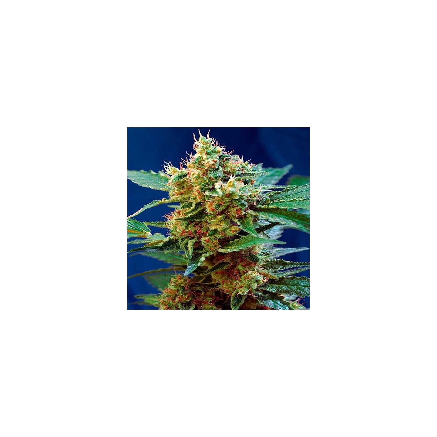 Cream Mandarine XL Autofloreciente Feminizada de Sweet Seeds