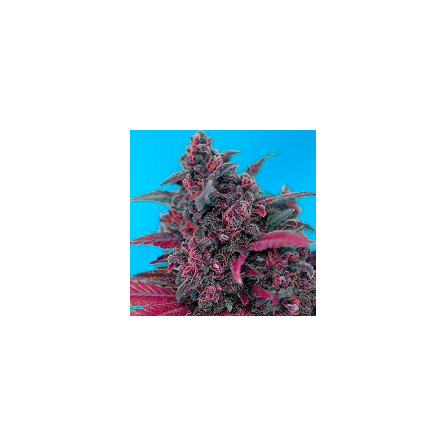 Dark Devil Autofloreciente Feminizada de Sweet Seeds
