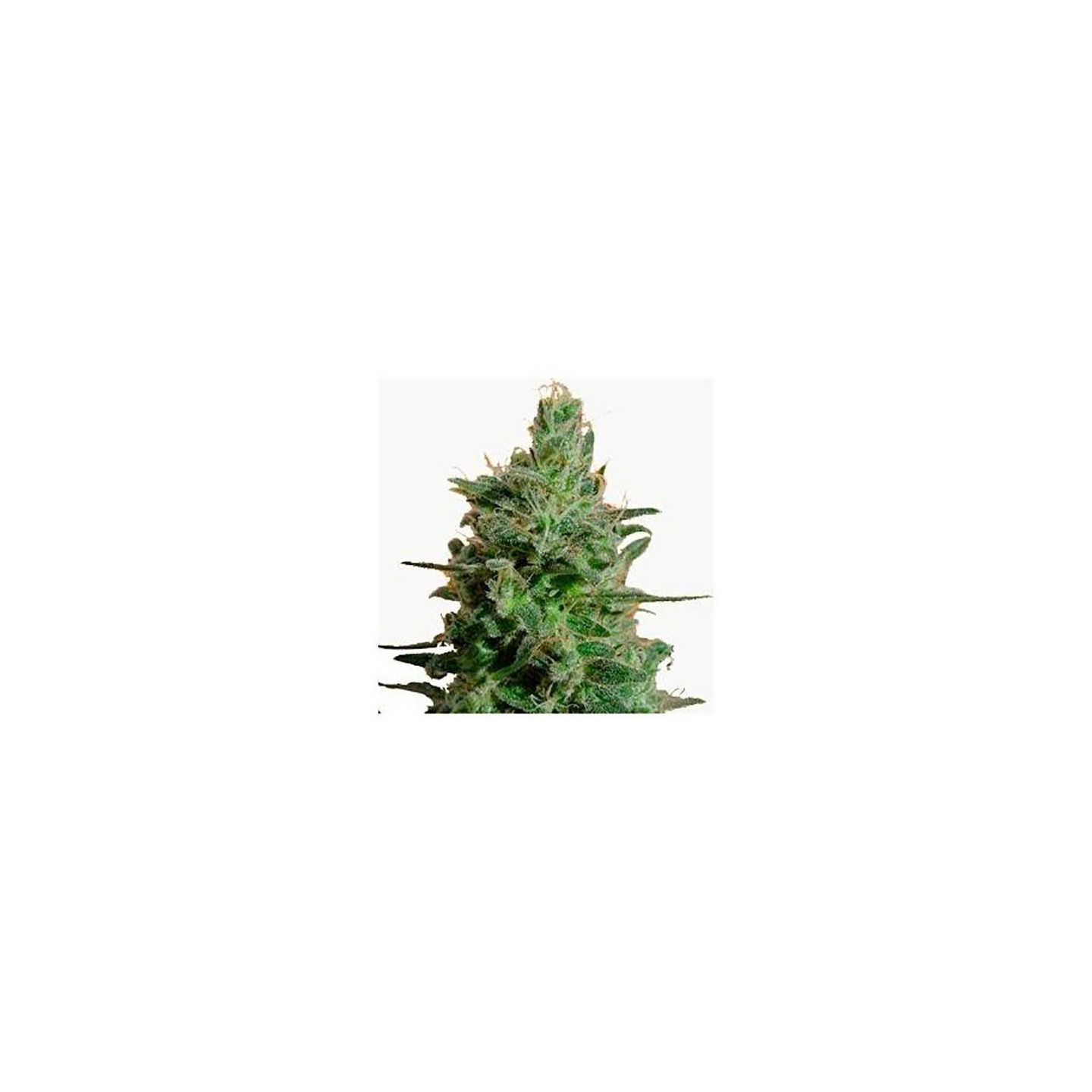AK Feminizada de Bulk Seeds Bank