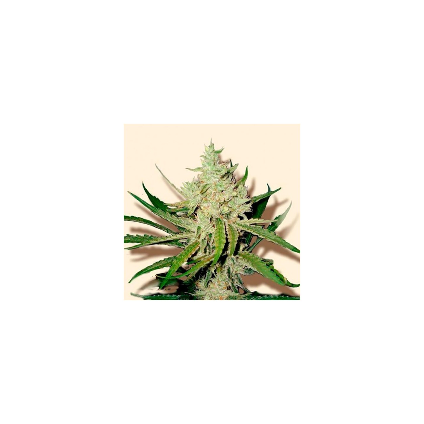 Amnesia Haze Feminizada de Bulk Seeds Bank