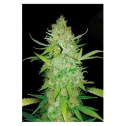 AK-47 Autofloreciente Feminizada de Bulk Seeds Bank