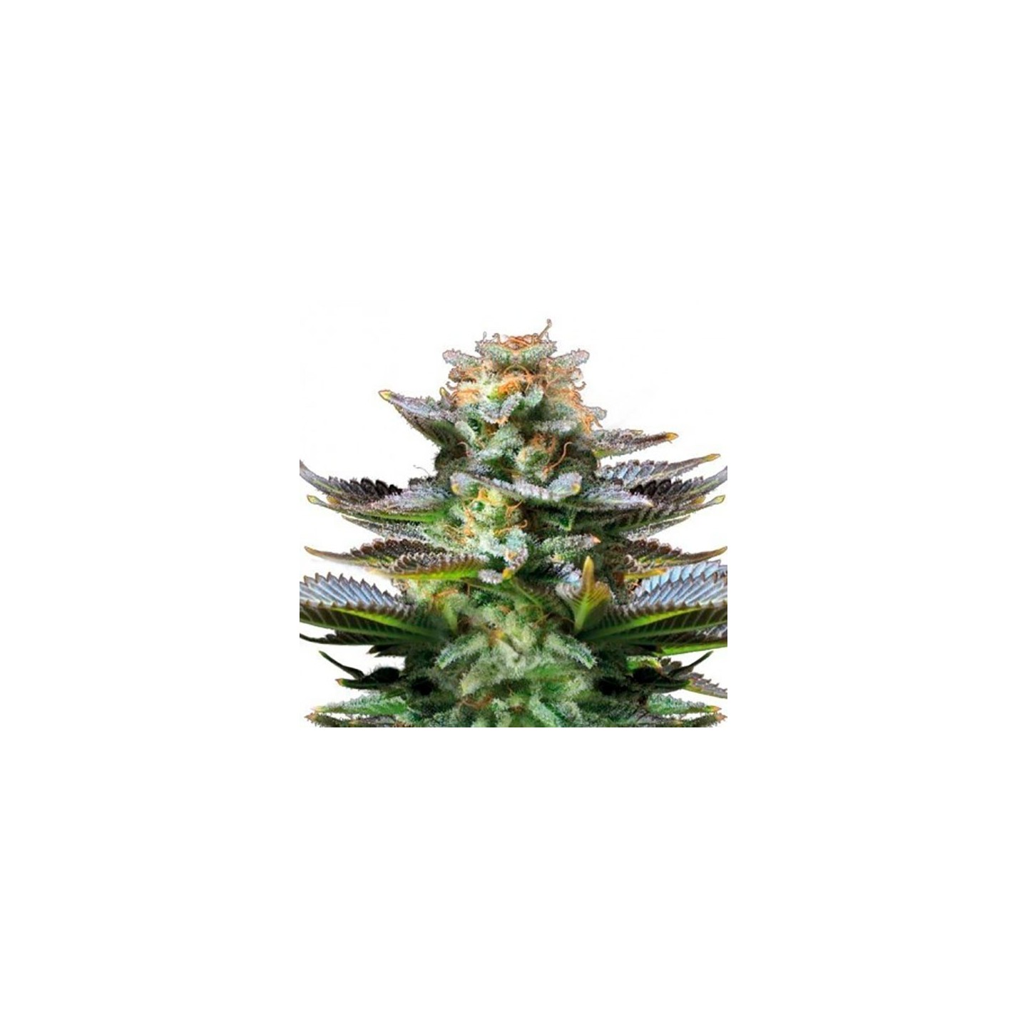 Amnesia Autofloreciente Feminizada de Bulk Seeds Bank
