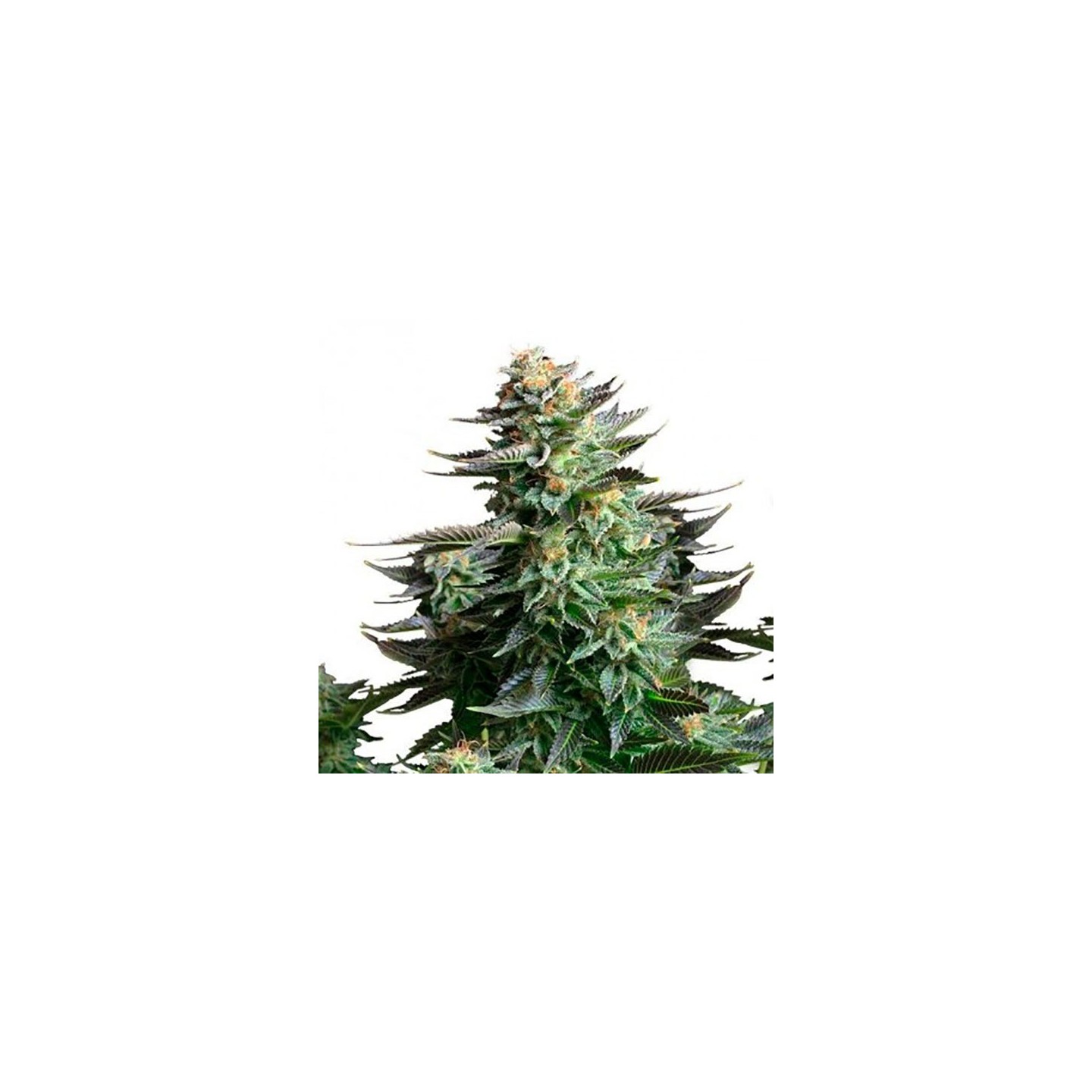 Amnesia Haze Autofloreciente Feminizada de Bulk Seeds Bank