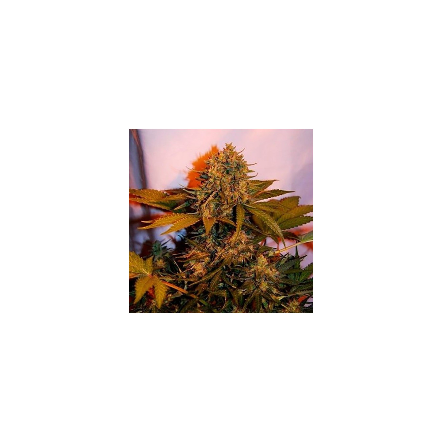 Big Bud Autofloreciente Feminizada de Bulk Seeds Bank