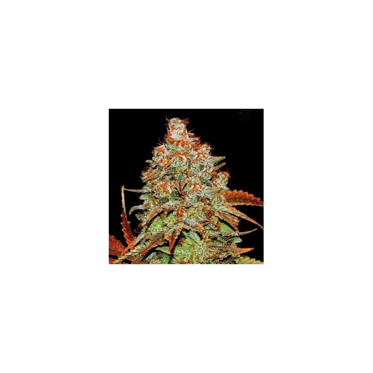 Bubblegum Autofloreciente Feminizada de Bulk Seeds Bank