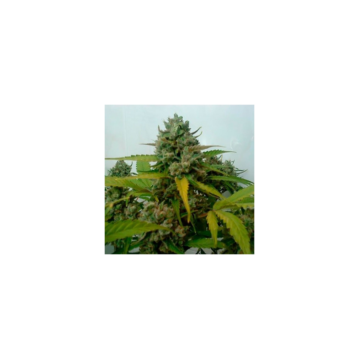 Caramel King Autofloreciente Feminizada de Bulk Seeds Bank