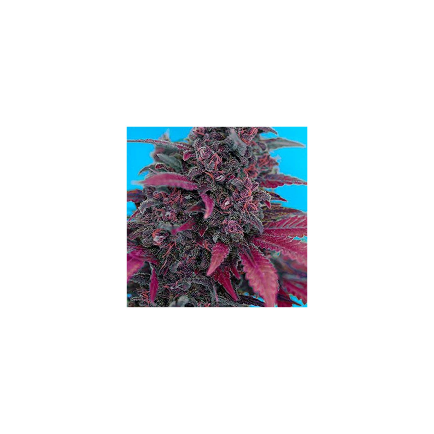 Devil Cream Autofloreciente Feminizada de Sweet Seeds
