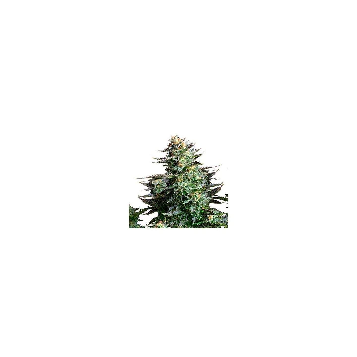 Amnesia Platinum Feminizada de Bulk Seeds Bank