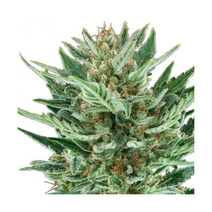 Cheese Autofloreciente Feminizada de Bulk Seeds Bank