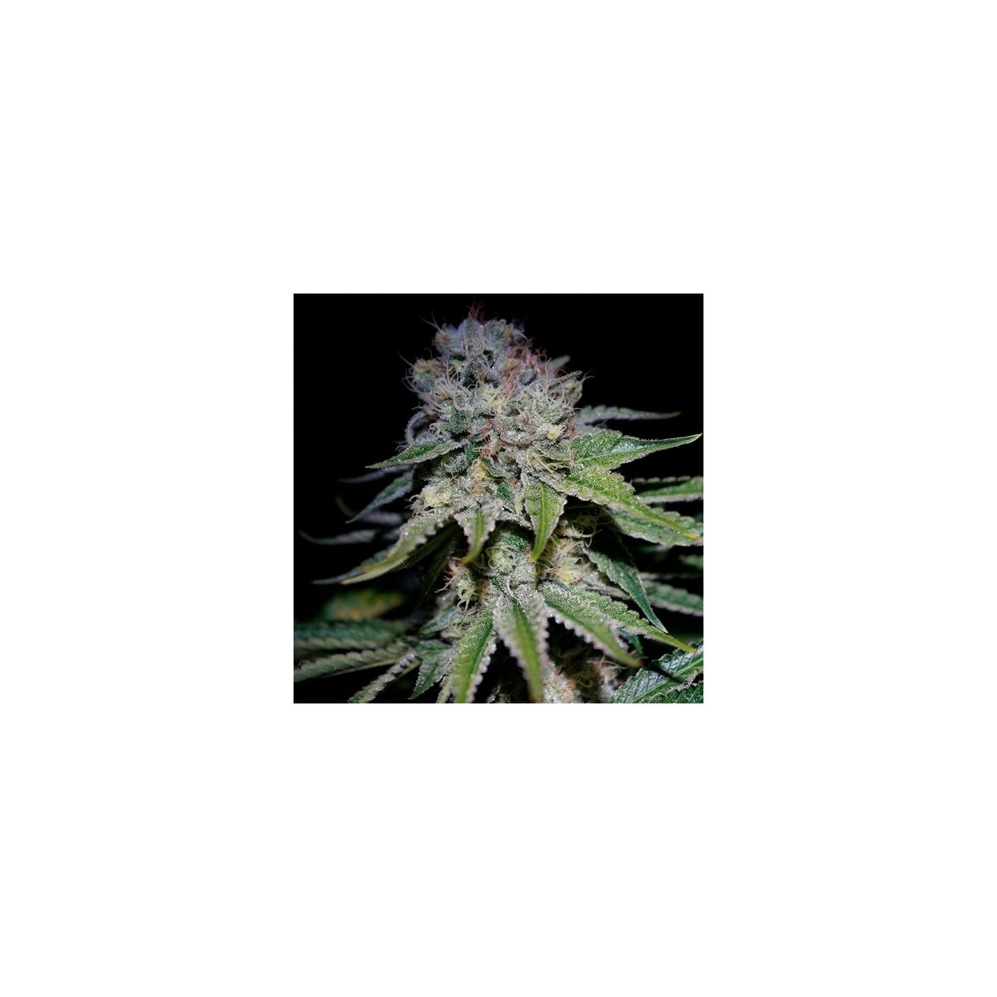 Cocopopo Autofloreciente Feminizada de Bulk Seeds Bank