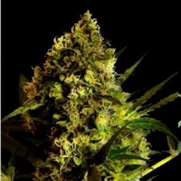 Devil Kiss Autofloreciente Feminizada de Bulk Seeds Bank