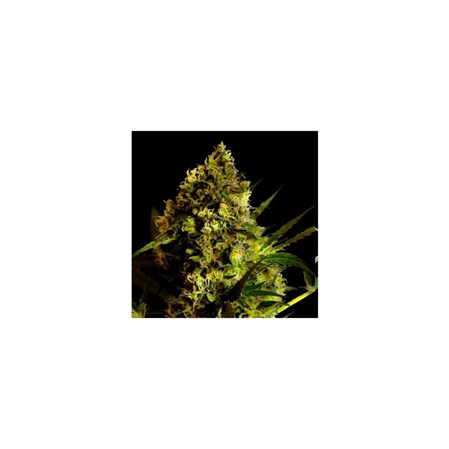 Devil Kiss Autofloreciente Feminizada de Bulk Seeds Bank