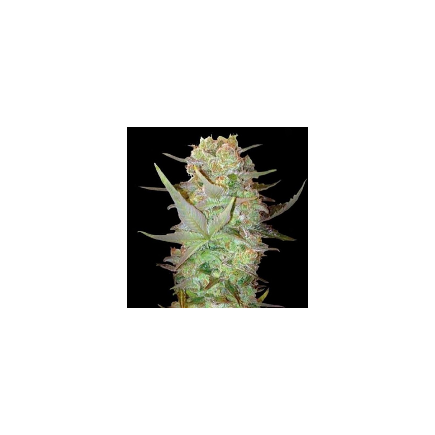 Dubai Poison Autofloreciente Feminizada de Bulk Seeds Bank