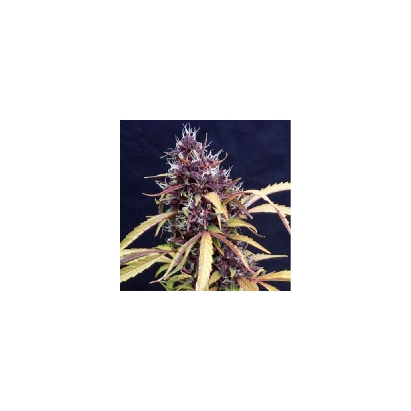 Easy Ryder Autofloreciente Feminizada de Bulk Seeds Bank