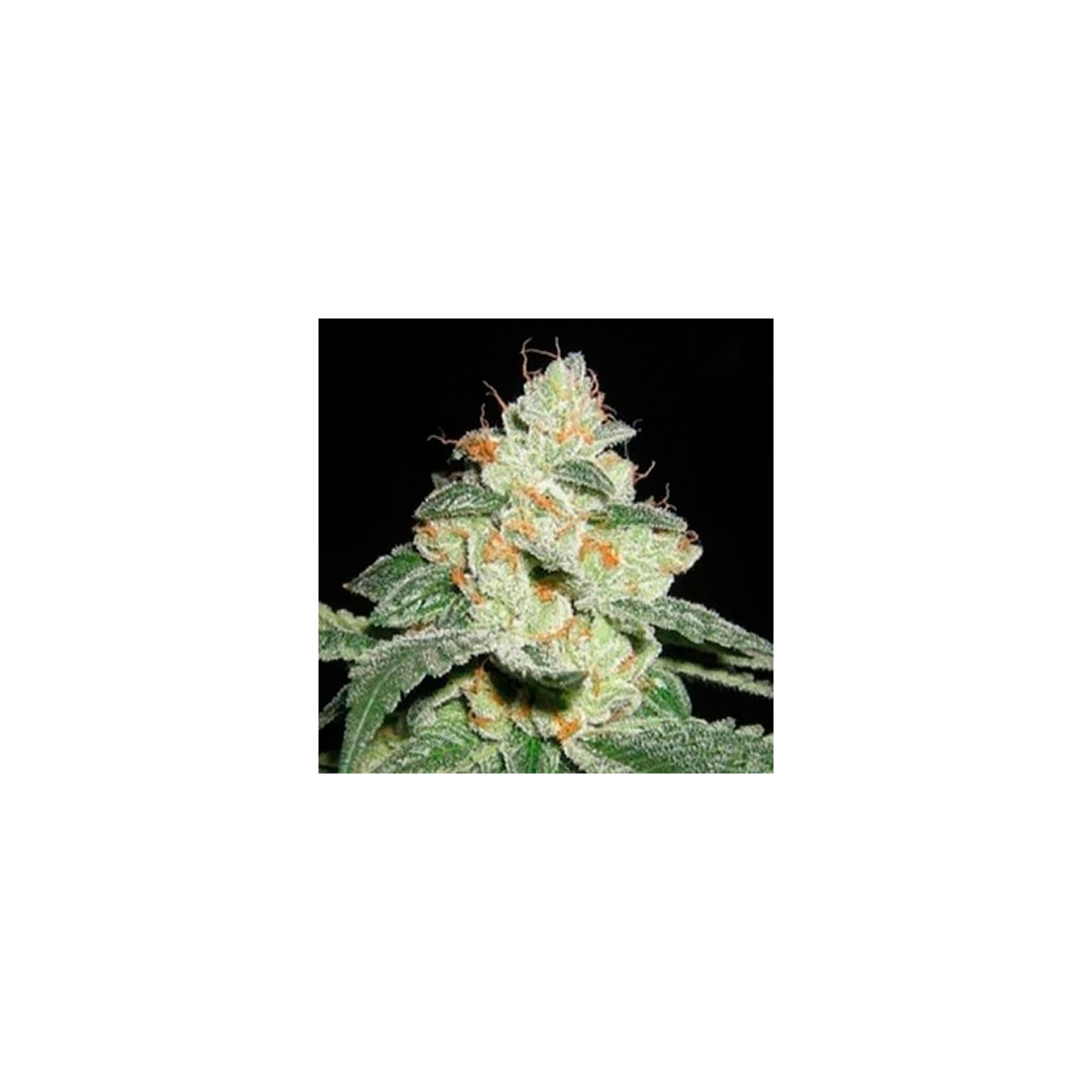 Auto Good Wild Shark Autofloreciente Feminizada de Bulk Seeds