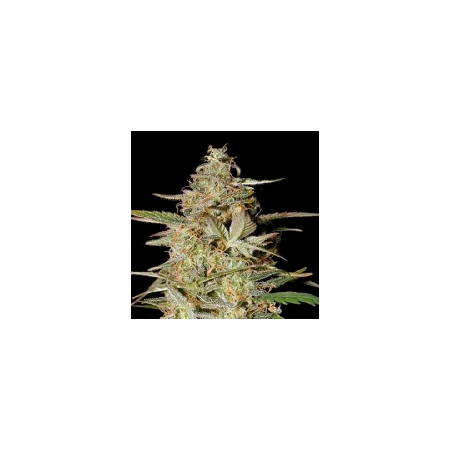 Hindu Kush Autofloreciente Feminizada de Bulk Seeds Bank