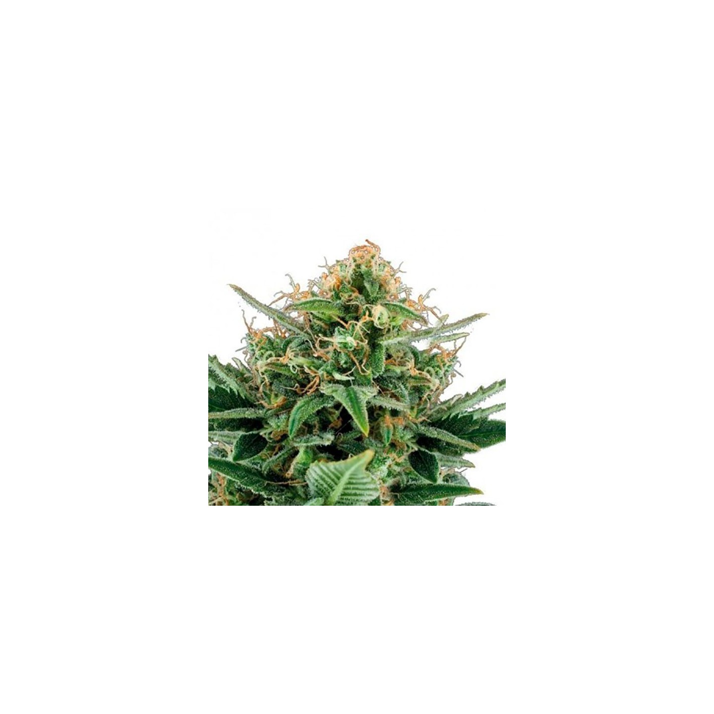 Jack Hair Autofloreciente Feminizada de Bulk Seeds Bank