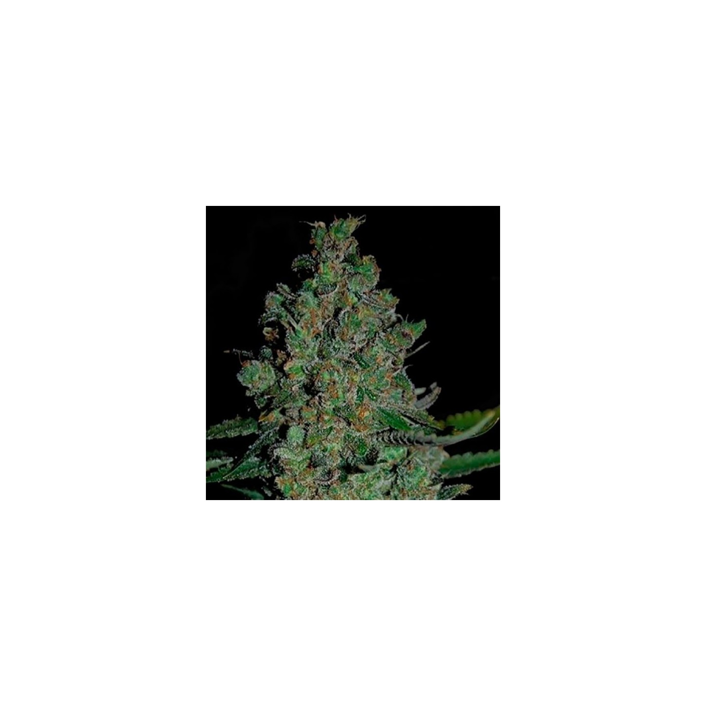 Chronical Autofloreciente Feminizada de Bulk Seeds Bank