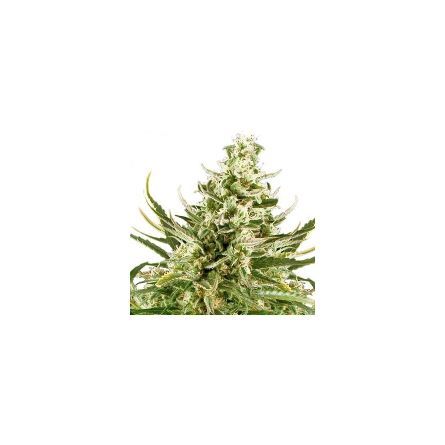 Critical Autofloreciente Feminizada de Bulk Seeds Bank