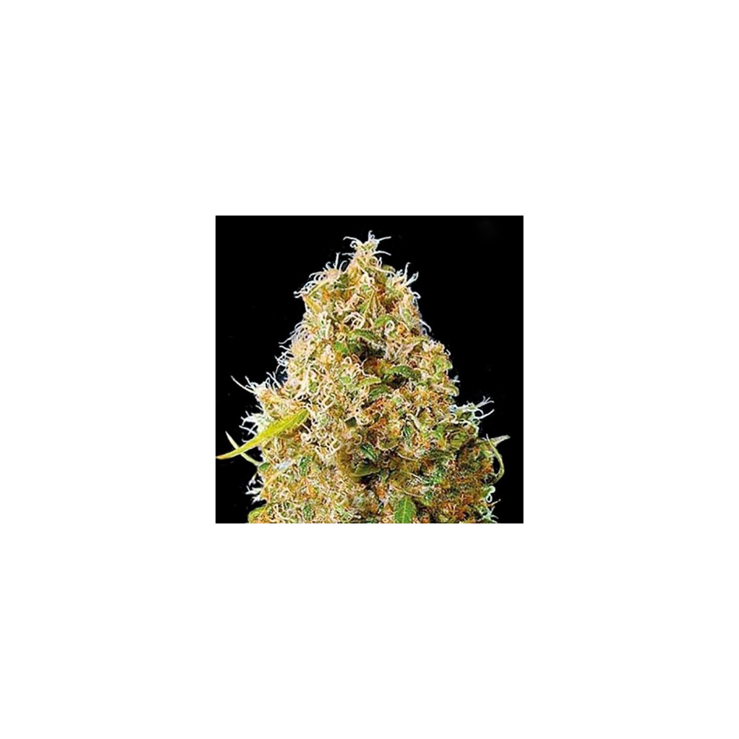 Kali Mistery Autofloreciente Feminizada de Bulk Seeds Bank