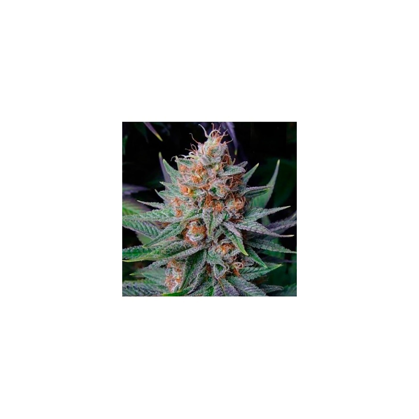 Lavender Best Autofloreciente Feminizada de Bulk Seeds Bank