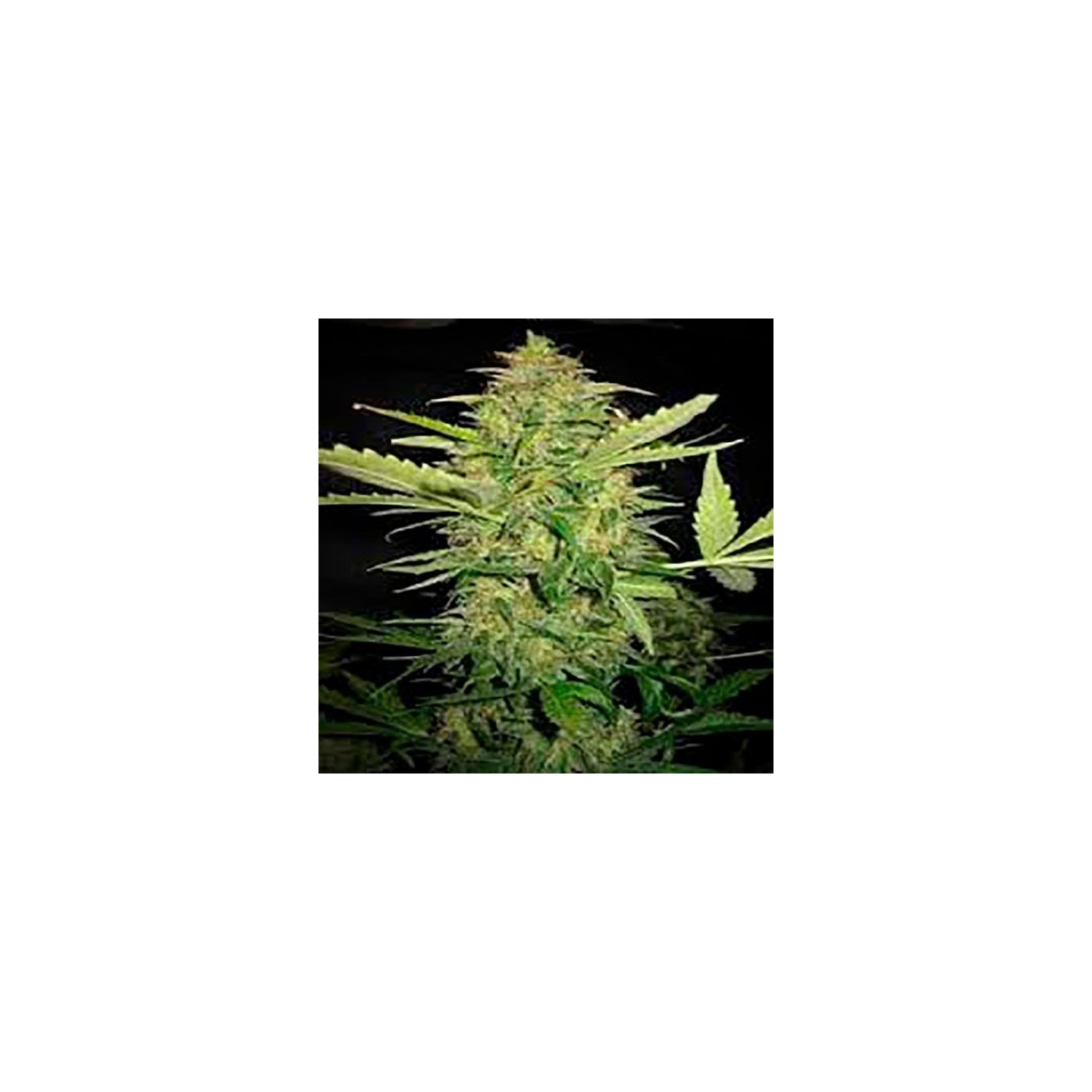 Lime Skunk Autofloreciente Feminizada de Bulk Seeds Bank