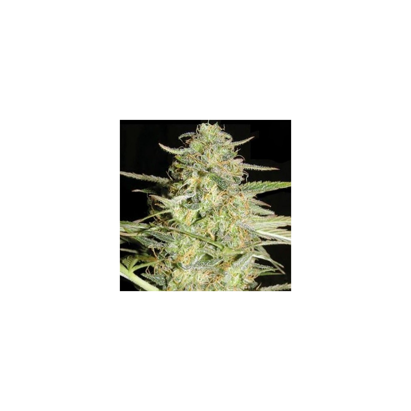 Lover Ryder Autofloreciente Feminizada de Bulk Seeds Bank