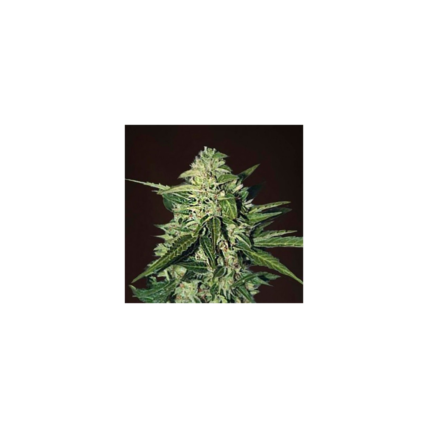 Mazar Extra Autofloreciente Feminizada de Bulk Seeds Bank