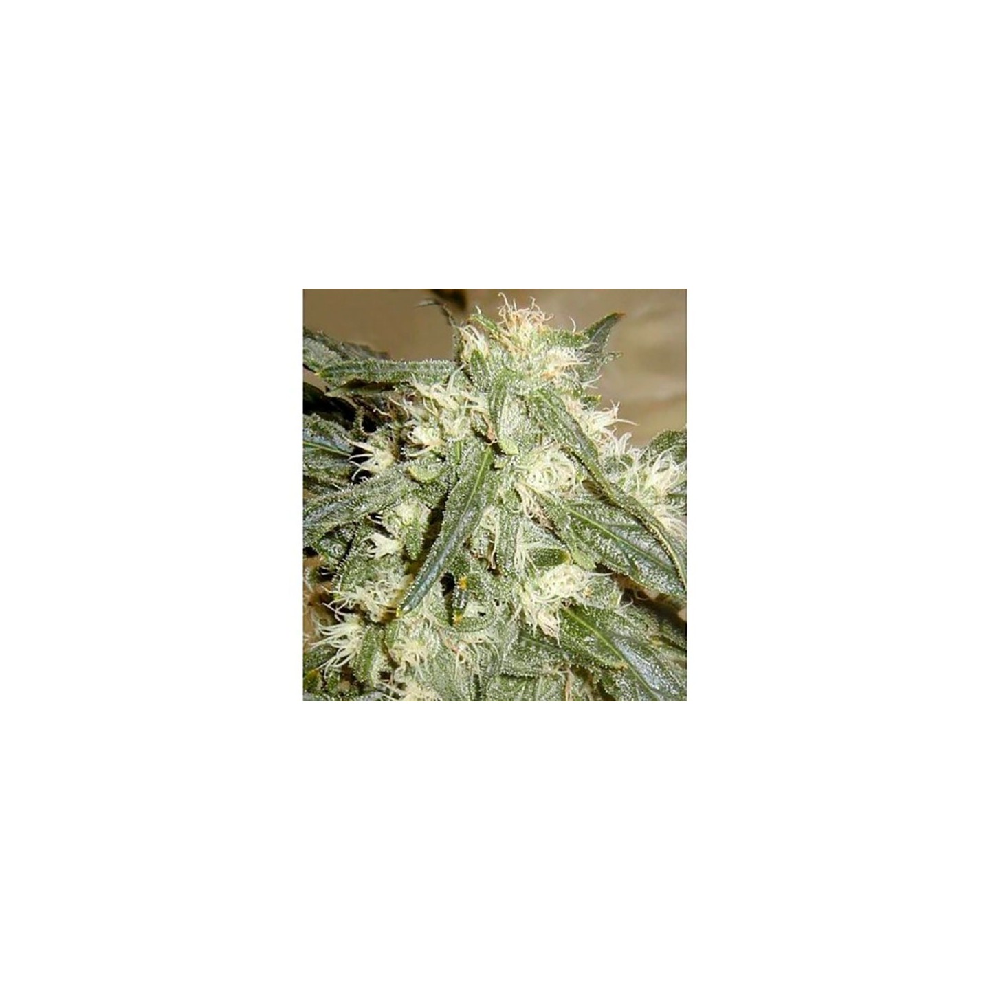 Northern Light Autofloreciente Feminizada de Bulk Seeds Bank