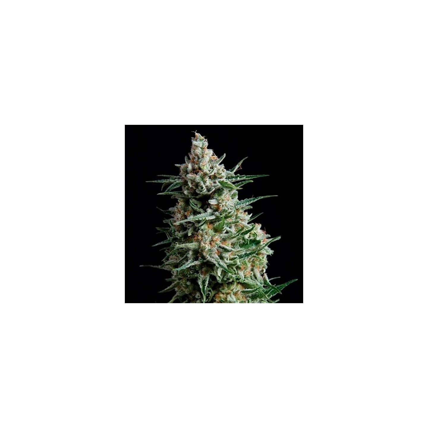 Nba Diesel Autofloreciente Feminizada de Bulk Seeds Bank