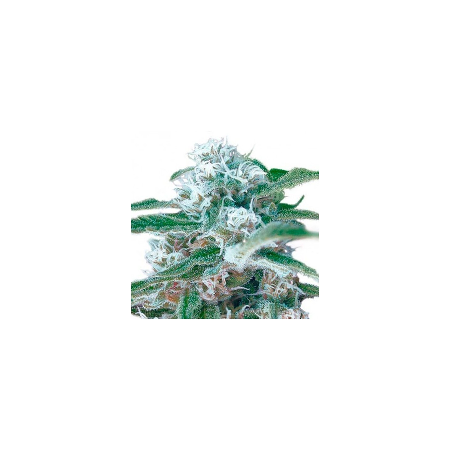 Og Kush Autofloreciente Feminizada de Bulk Seeds Bank
