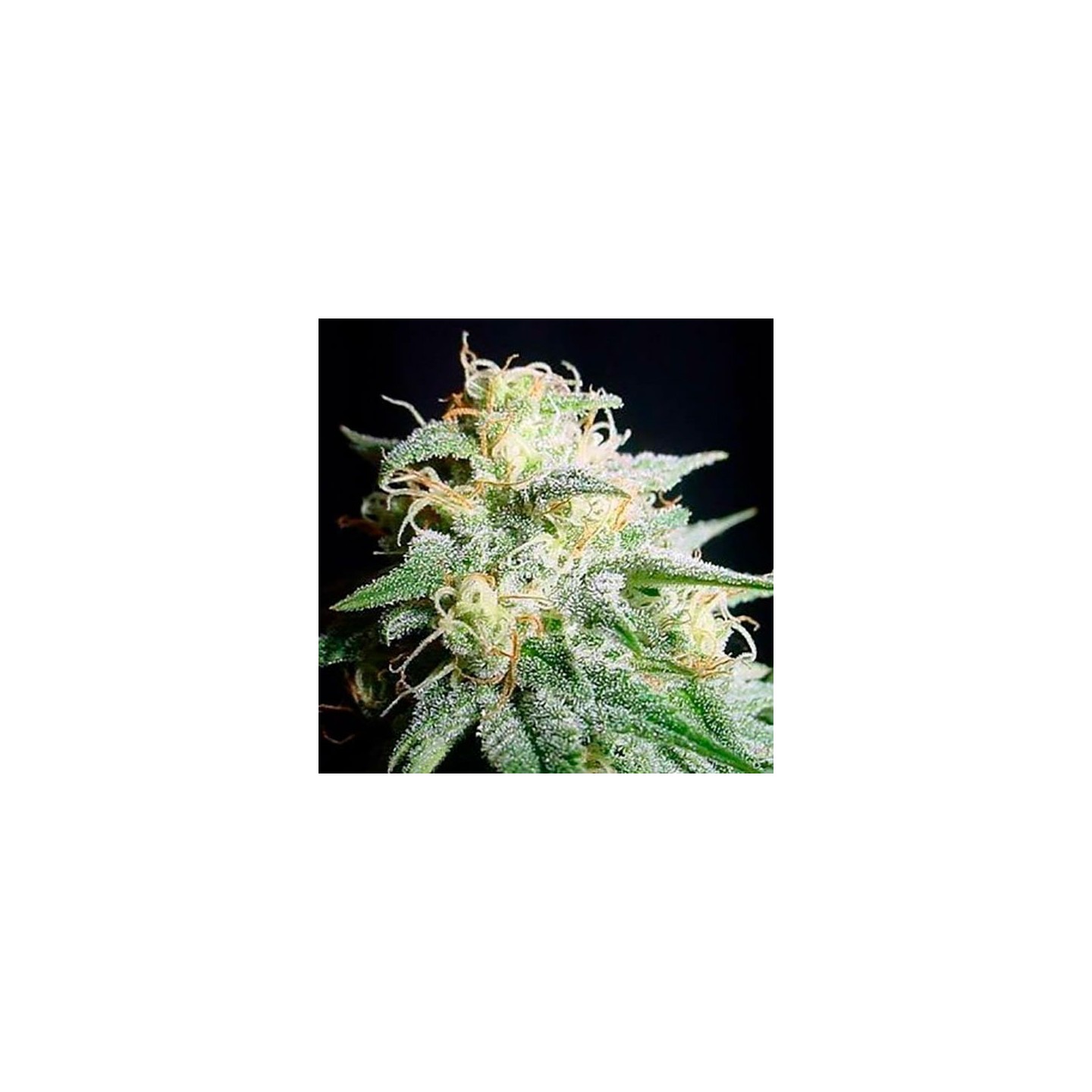 Perfect Power Plant Autofloreciente Feminizada de Bulk Seeds