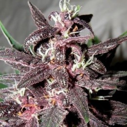 Purple Glam Kush Autofloreciente Feminizada de Bulk Seeds Bank