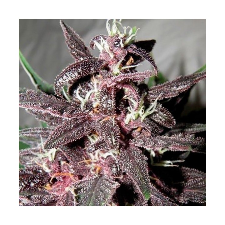 Purple Glam Kush Autofloreciente Feminizada de Bulk Seeds Bank