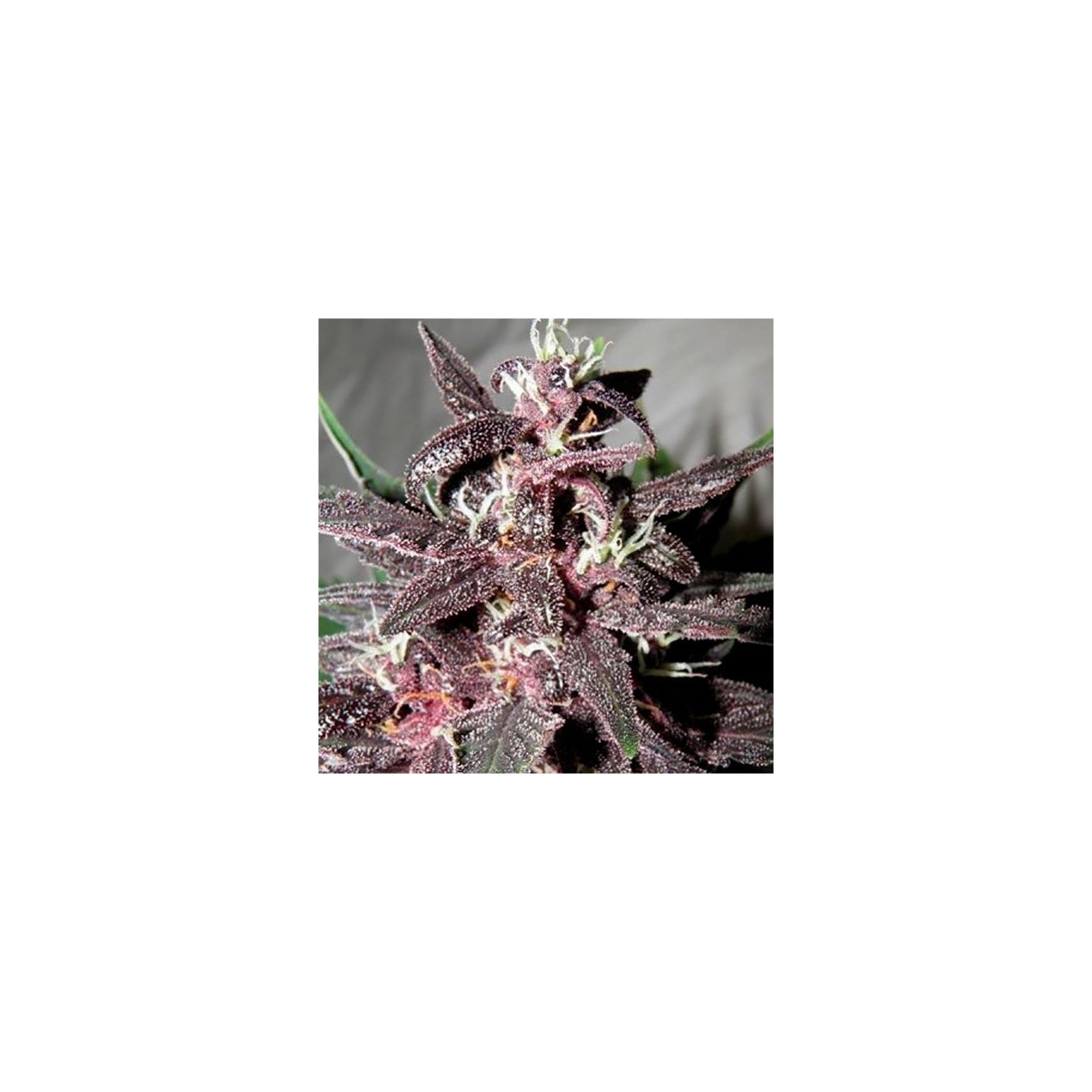 Purple Glam Kush Autofloreciente Feminizada de Bulk Seeds Bank