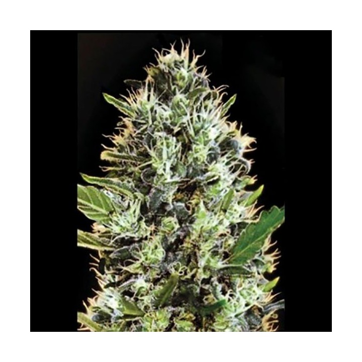 Somango Autofloreciente Feminizada de Bulk Seeds Bank