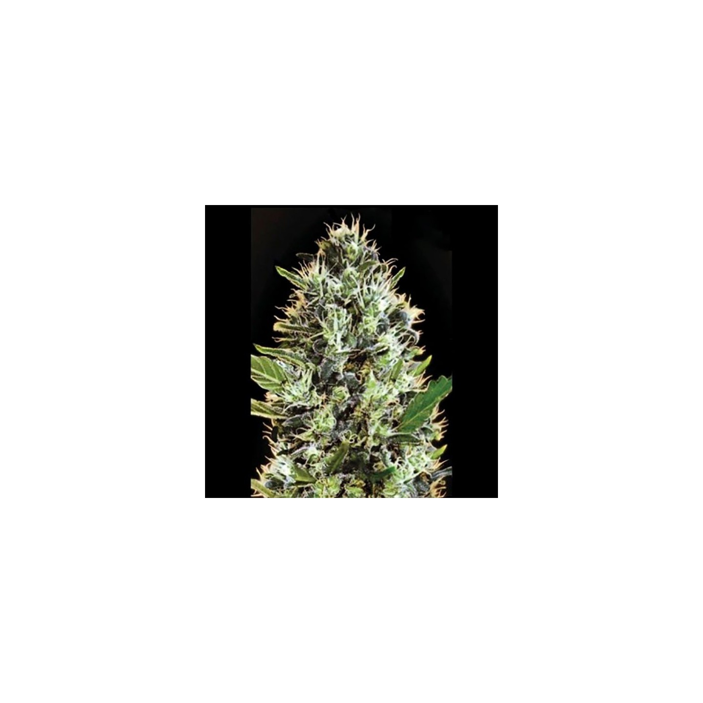 Somango Autofloreciente Feminizada de Bulk Seeds Bank