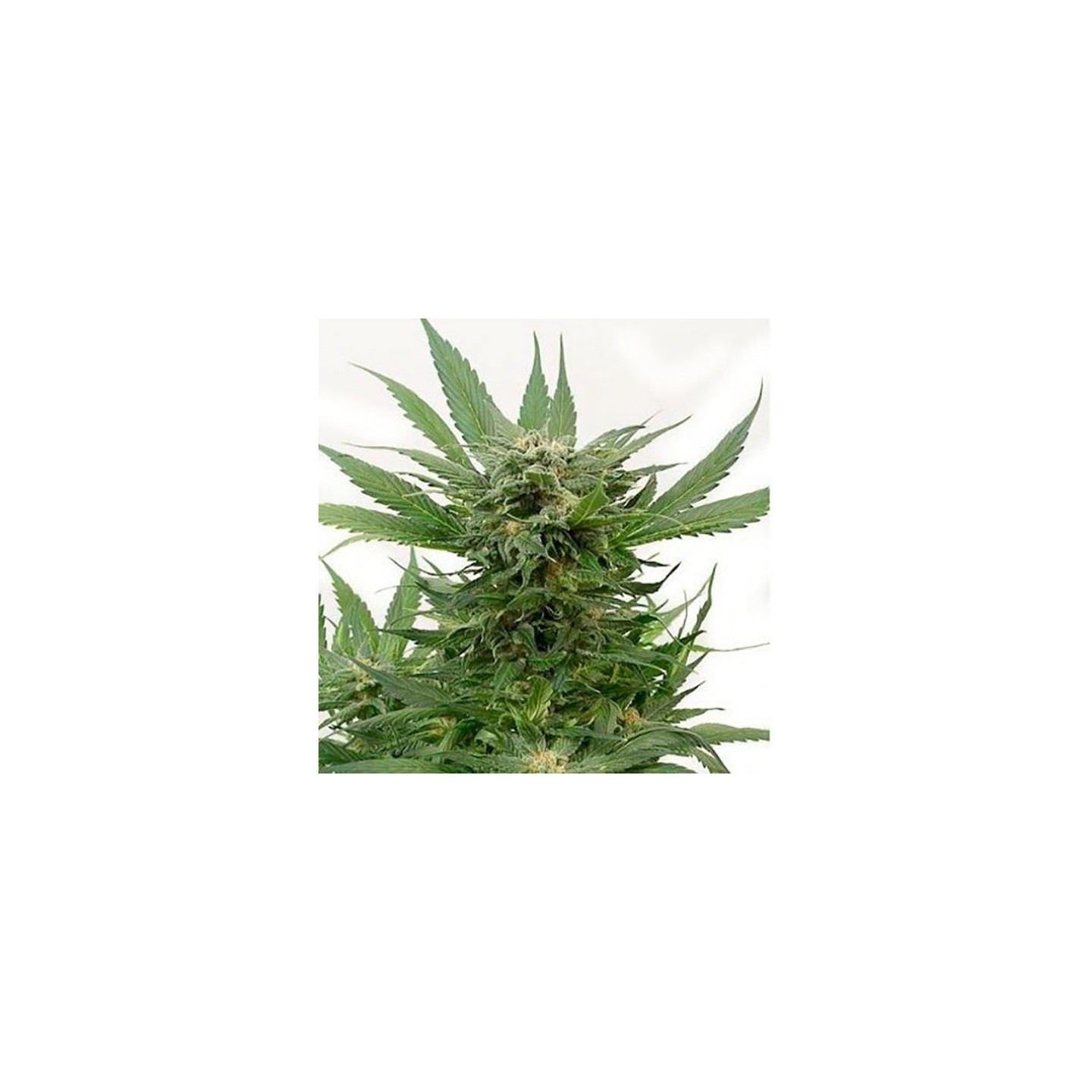 Sour Diesel Autofloreciente Feminizada de Bulk Seeds Bank
