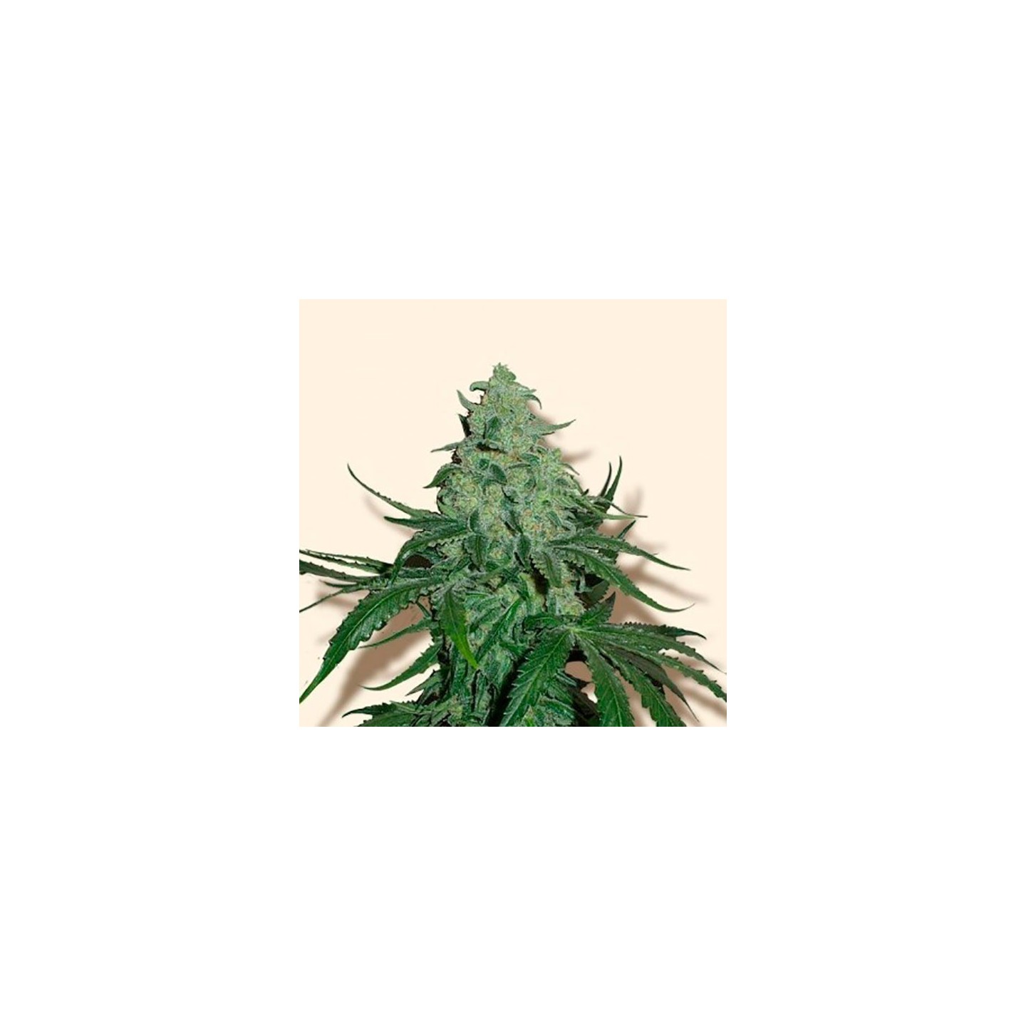 Super Skunk Autofloreciente Feminizada de Bulk Seeds Bank